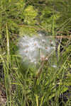 Michaux's milkweed